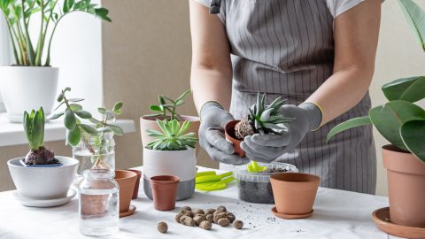 tips on how to transplant propagated succulents