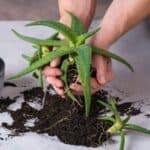 Hands holding succulent next to a pot on a white table.