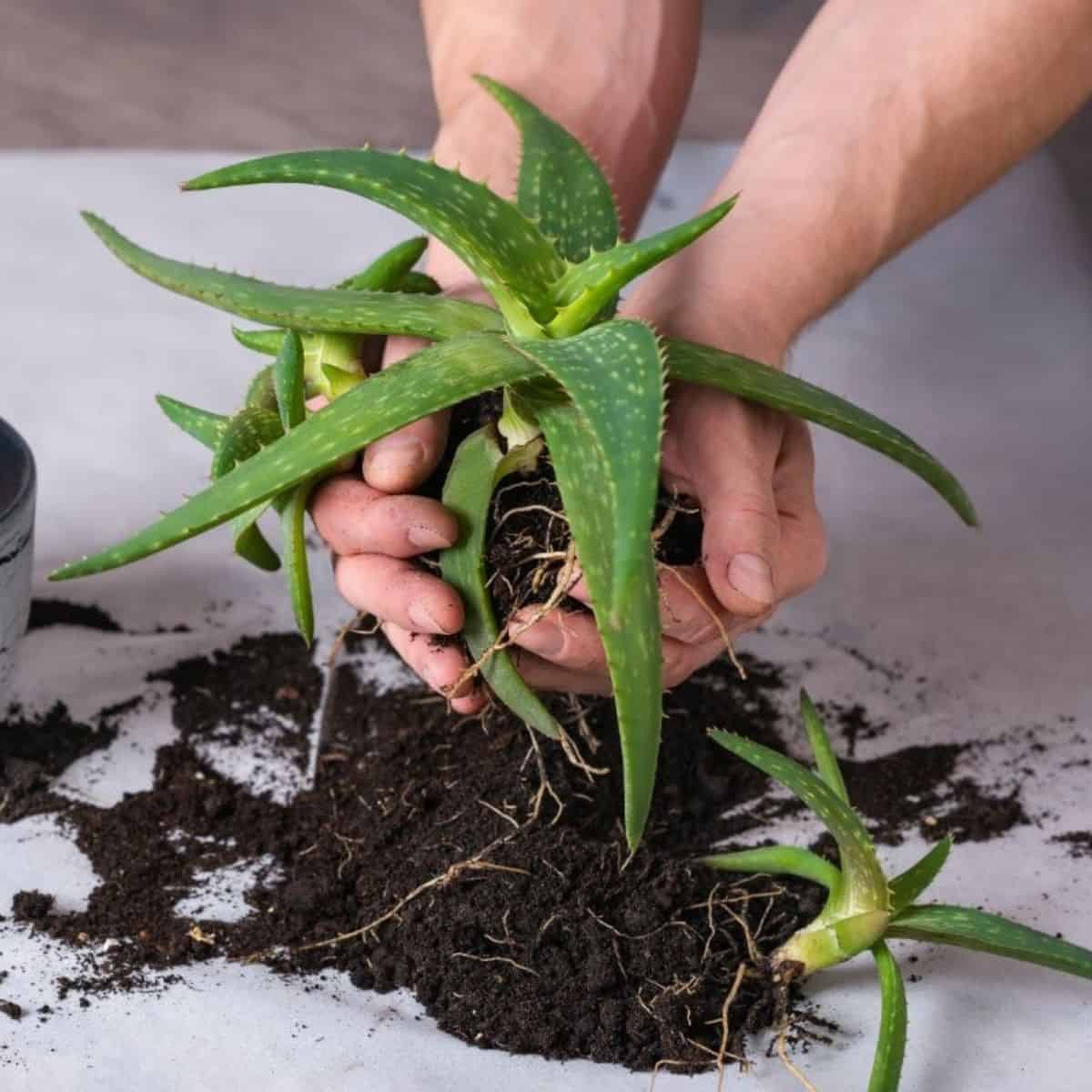 Hands holding succulent next to a pot on a white table.