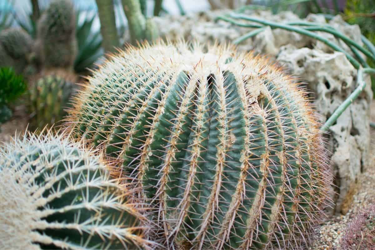 Huge round cactus with many needles.