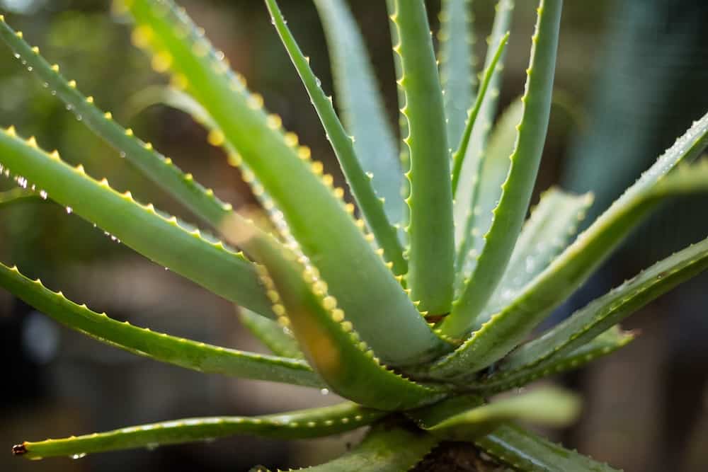 Is Aloe Vera a Succulent or a Cactus: A Deeper Dive Into Aloe