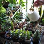 watering succulents in a pots with white watering can.