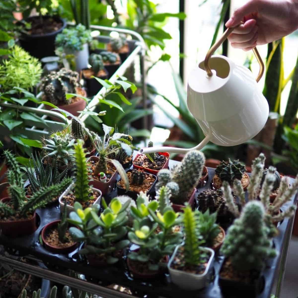 watering succulents in a pots with white watering can.