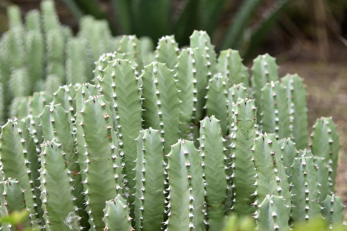 Moroccan Mound cactus.