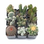 Mountain crest succulent box.