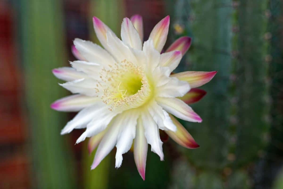 Blooming night bloom cereus.