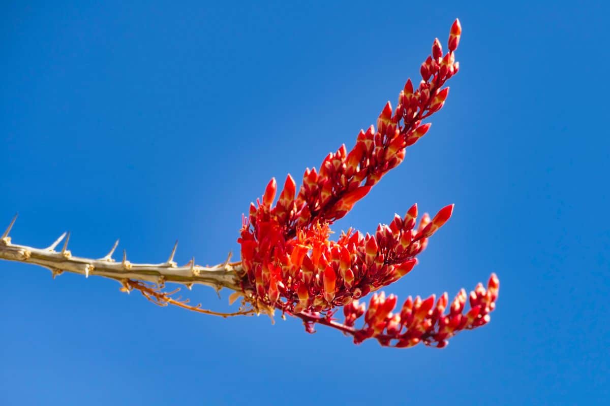 Blooming Ocotillo close-up.