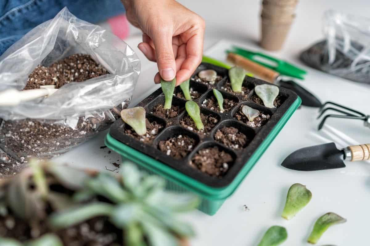 Gardener propagating succulents in  a cotainer on a table.