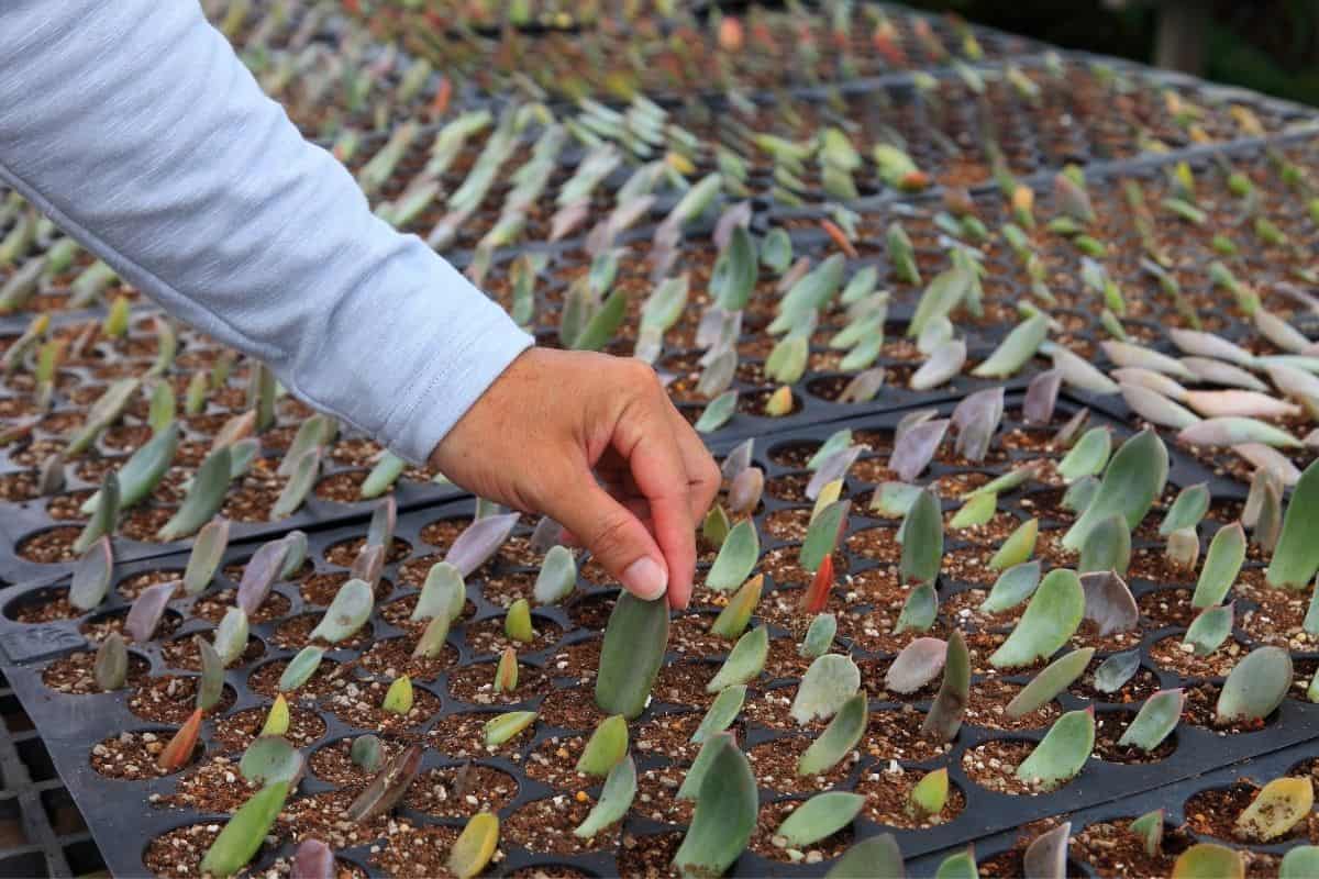 Man hand touching propagated succulent leaves in soil.