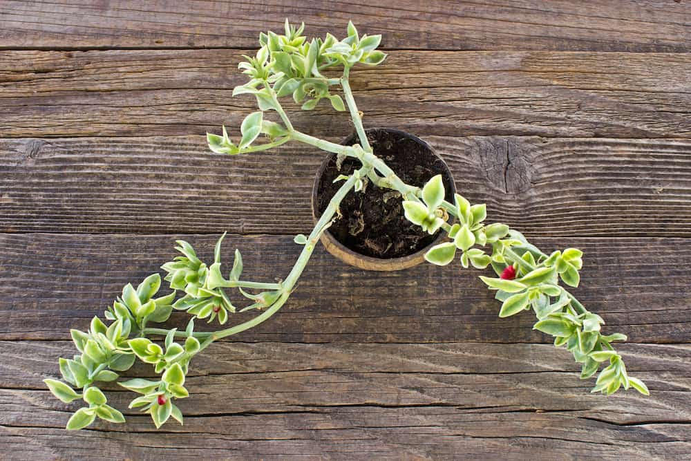Baby Sun Rose Succulent Propagation: Important Details and Guidelines