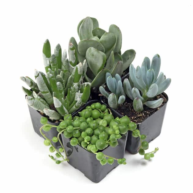 Succulents in a black pots on a white backgorund.