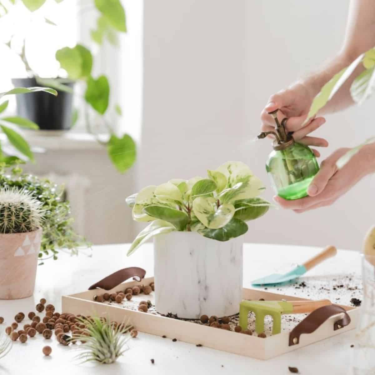 Succulent in a white pot being sprayed by water.