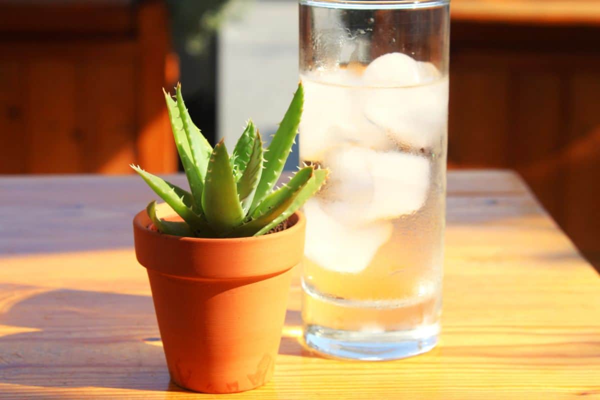 Succulent in a pot with ice cubes in glass cup on the table. 