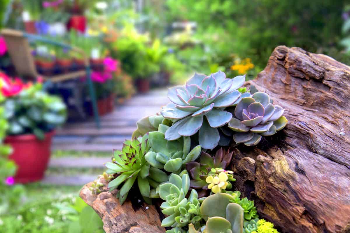 Succulents on a rock in a garden.