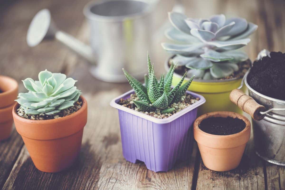 Succulents in pots with watering can on the wooden table.