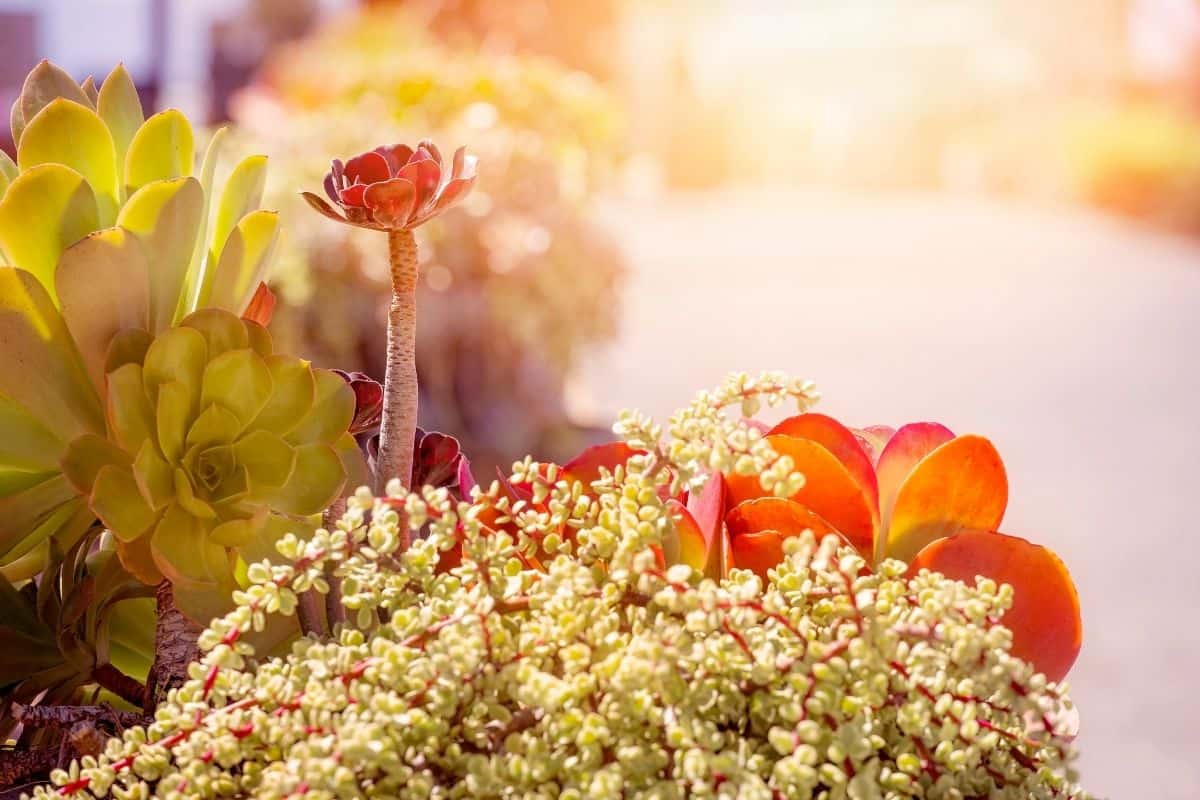 Succulents in hot sun.