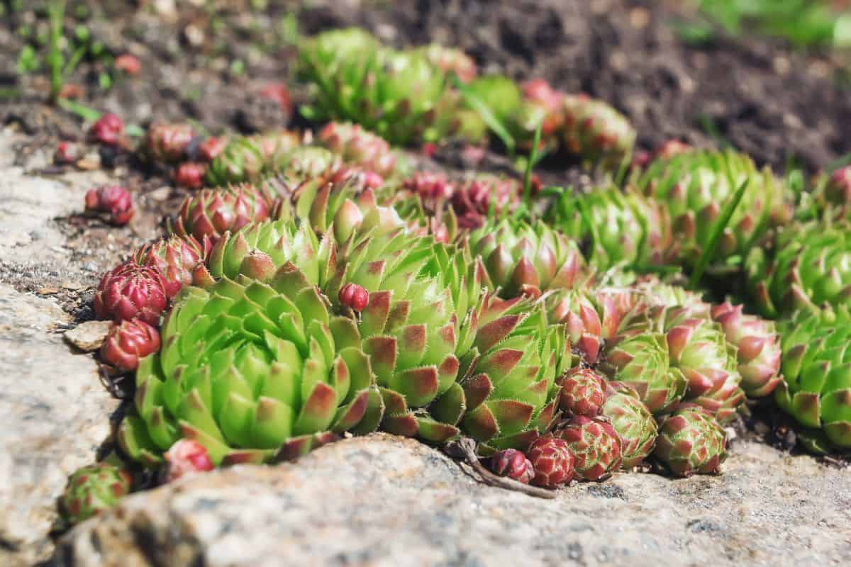 Succulents on rocks on a sunny day.