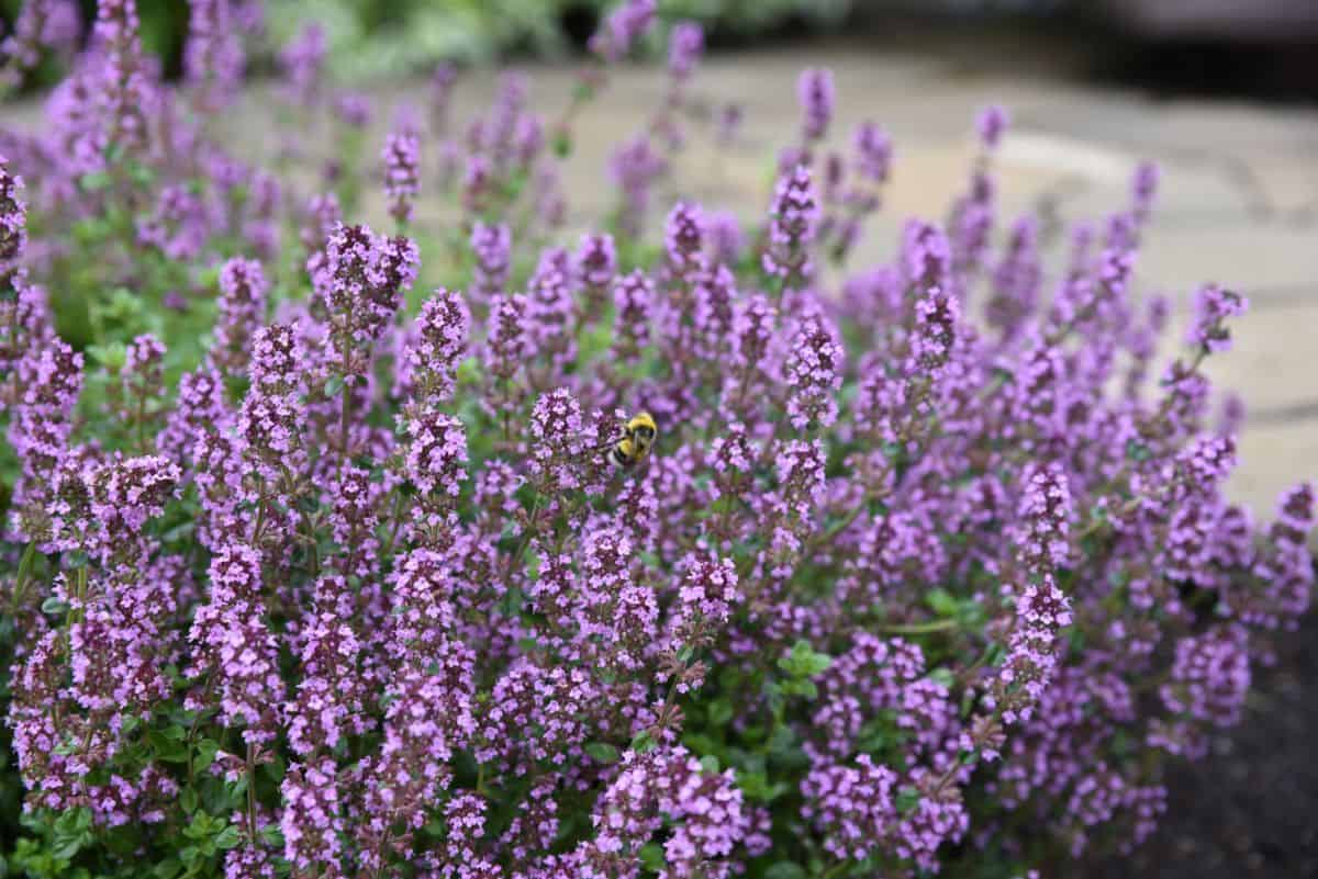 Blooming thymus serpyllum in a garden.