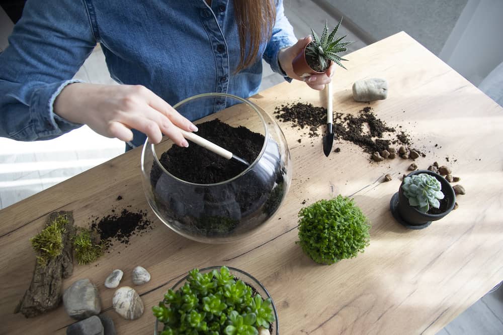 Woman transplanting succulent into a new glass pot on the table.
