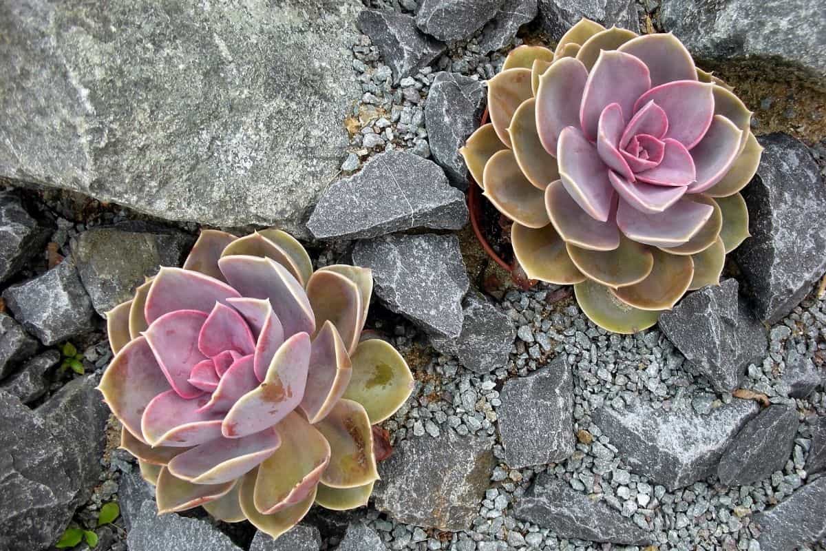 Two sempervivum succulents in a rocky soil.