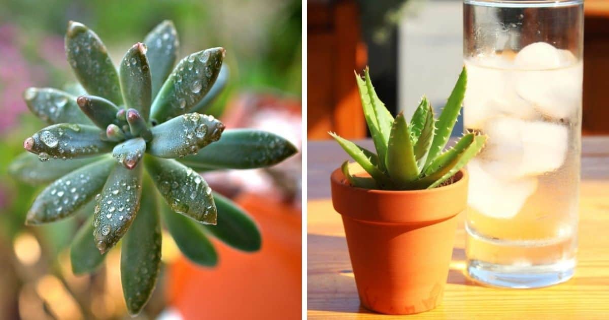 Watering Succulents With Ice Cubes Why You Shouldn't Do It Sublime Succulents