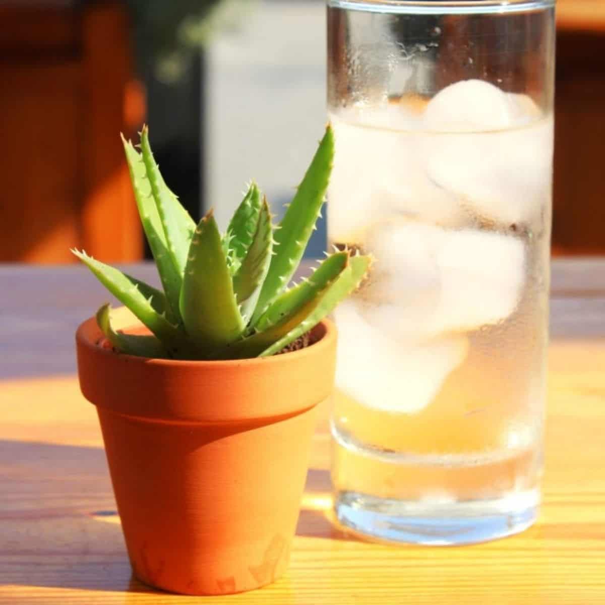 Succulent in a pot with ice cubes in glass cup on the table.