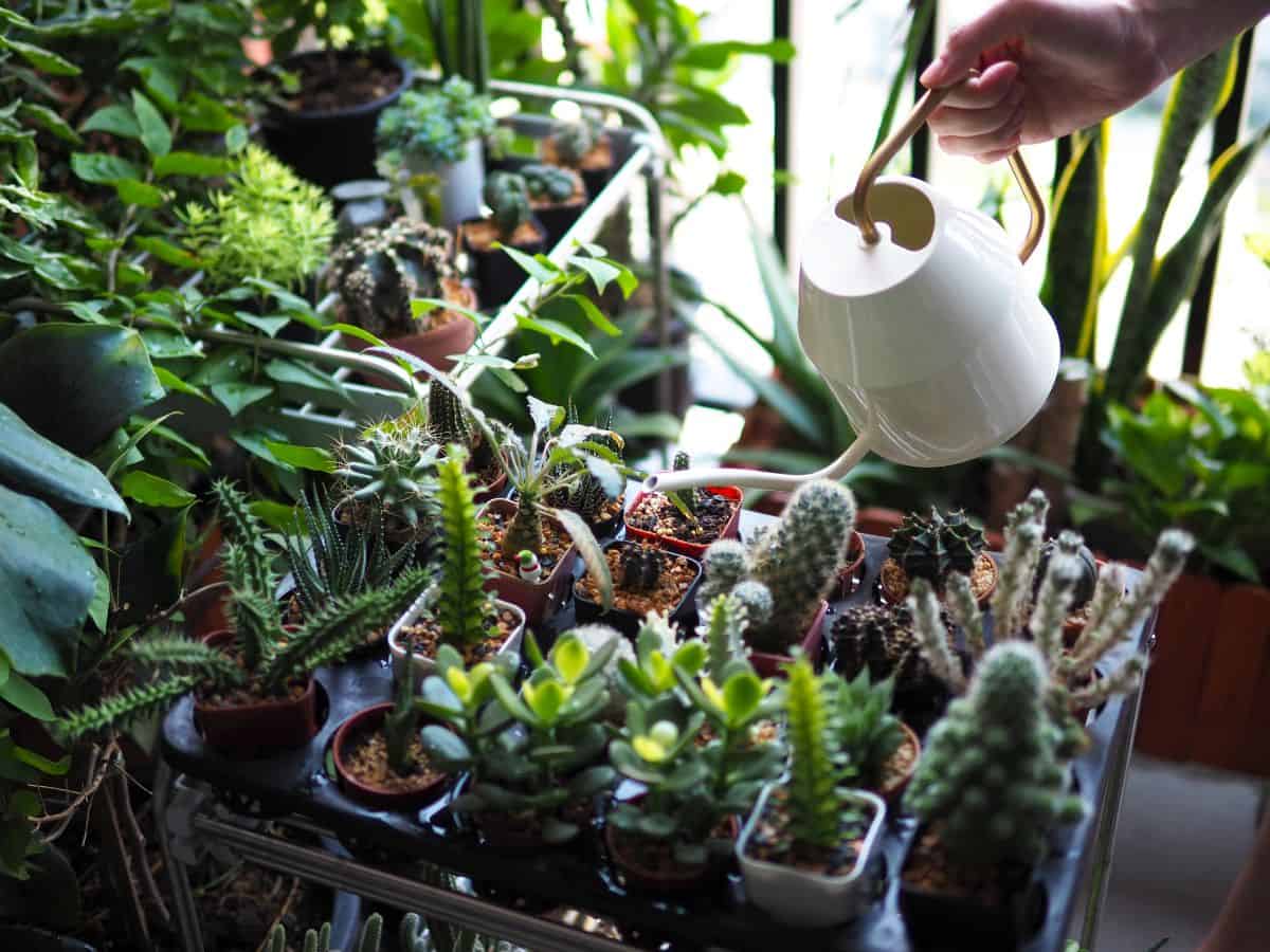 watering succulents in a pots with white watering can.