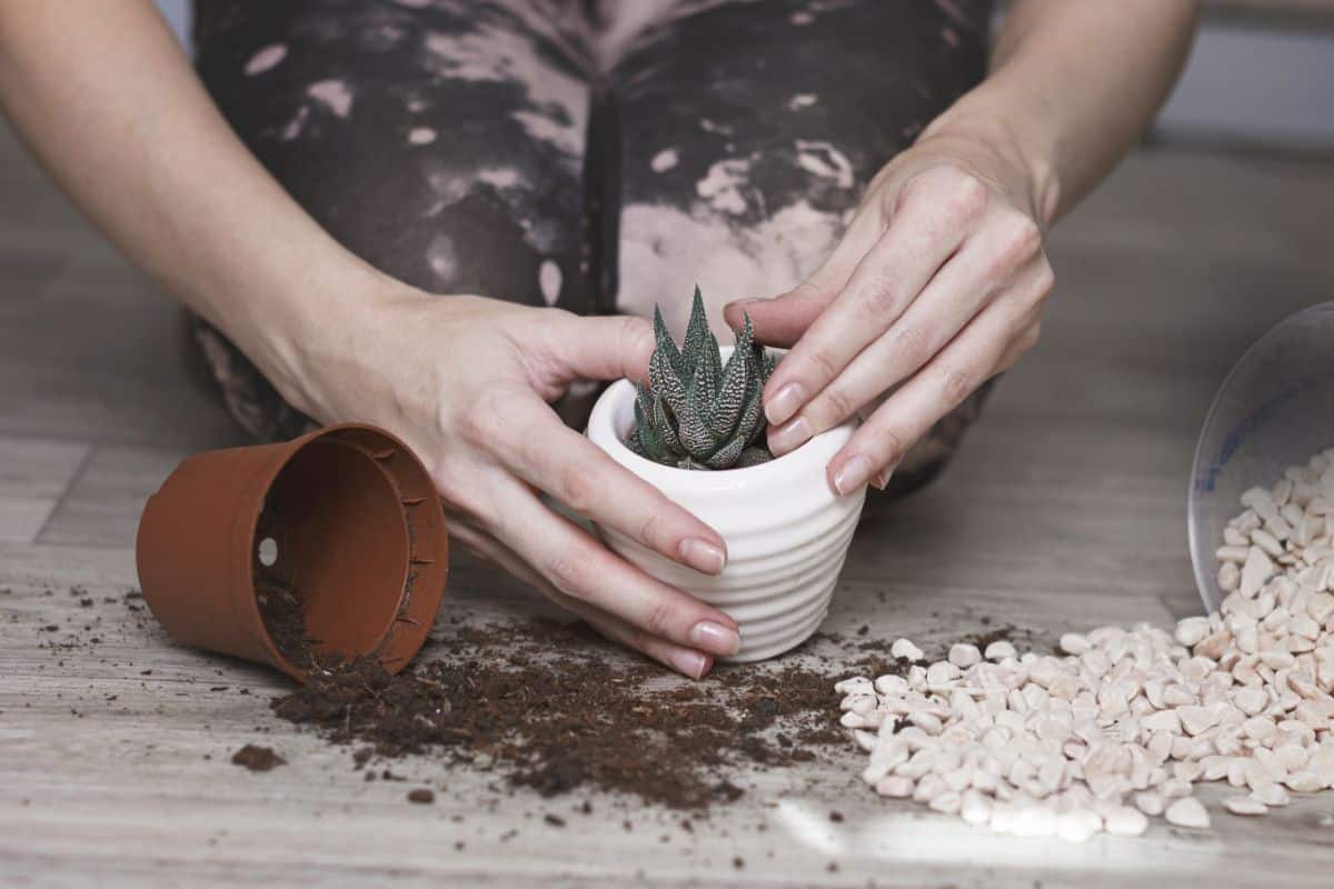 Woman holding a white pot with succulent.