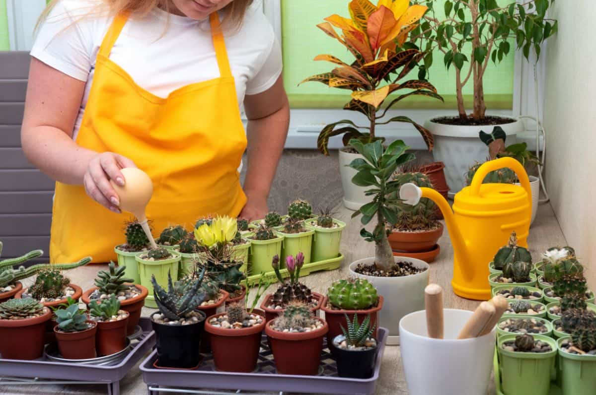 Woman watering succulents in a pots.
