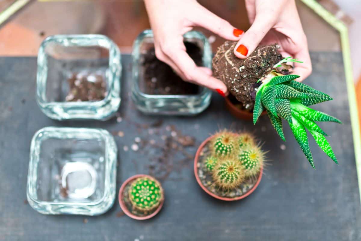 Woman hands holding succulnt over  pots on the table.