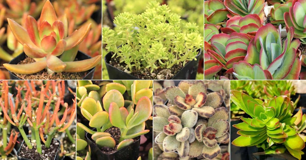 Collage of astonishing yellow succulents.