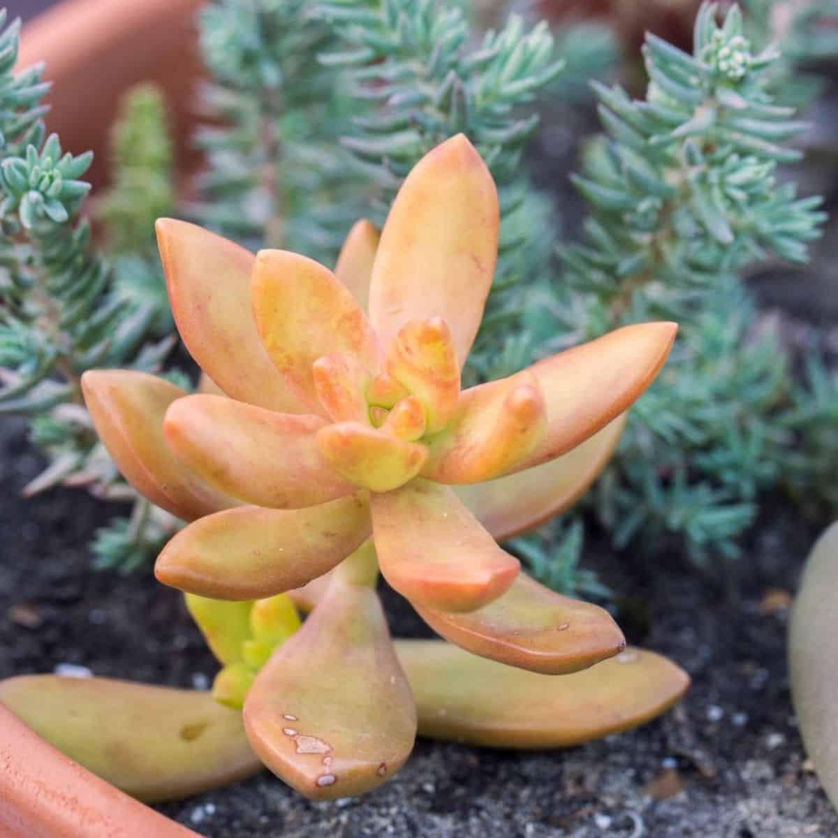 Yellow succulent in a brown pot.