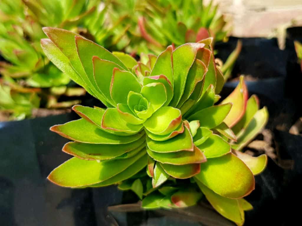 Crassula capitella review