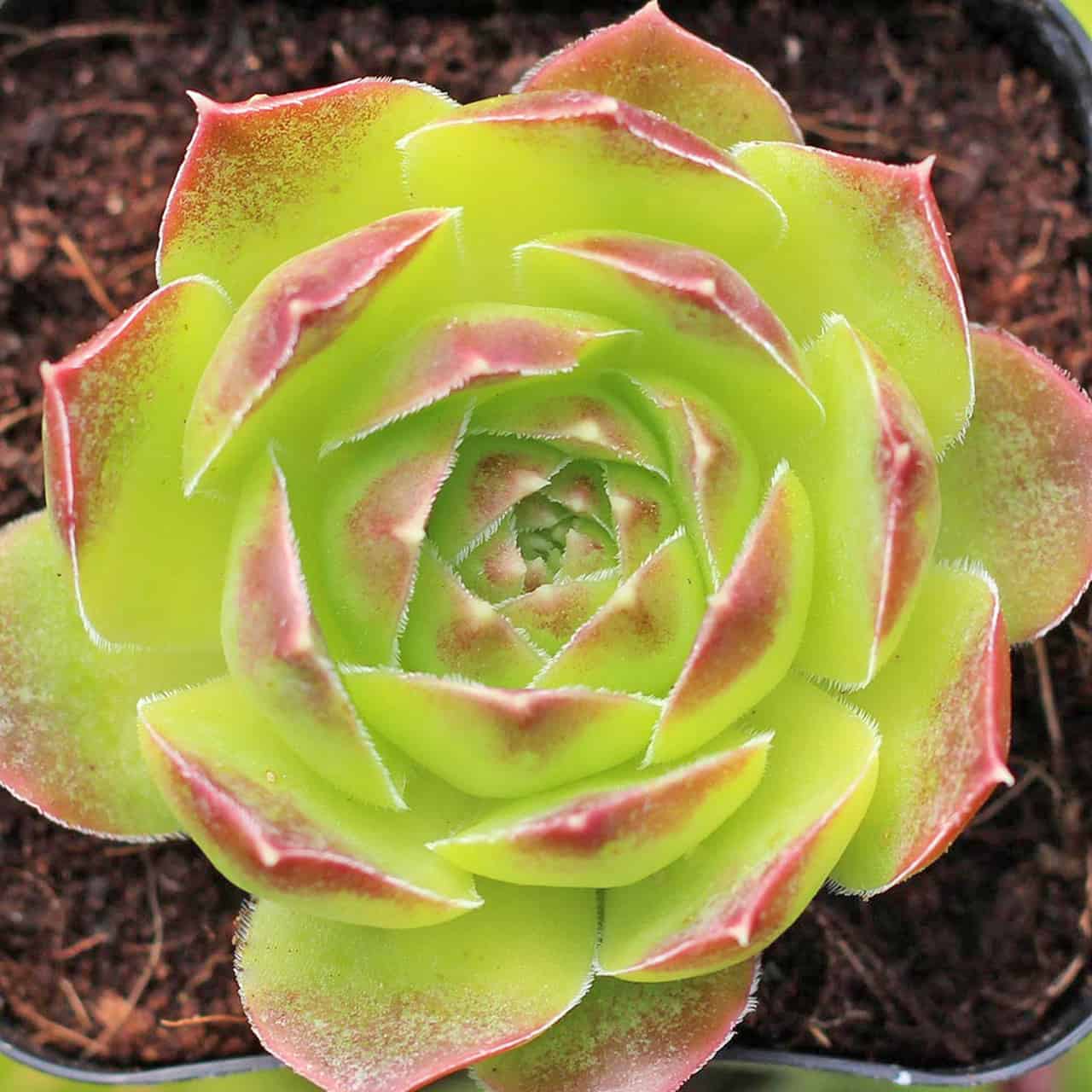 where to buy Sempervivum heuffelii