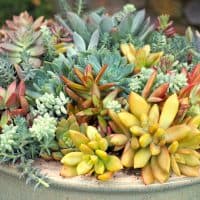 best yellow succulents and where to buy yellow succulents
