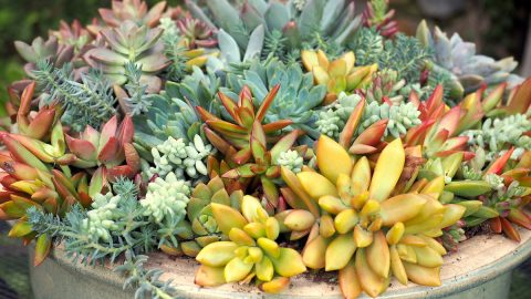 best yellow succulents and where to buy yellow succulents