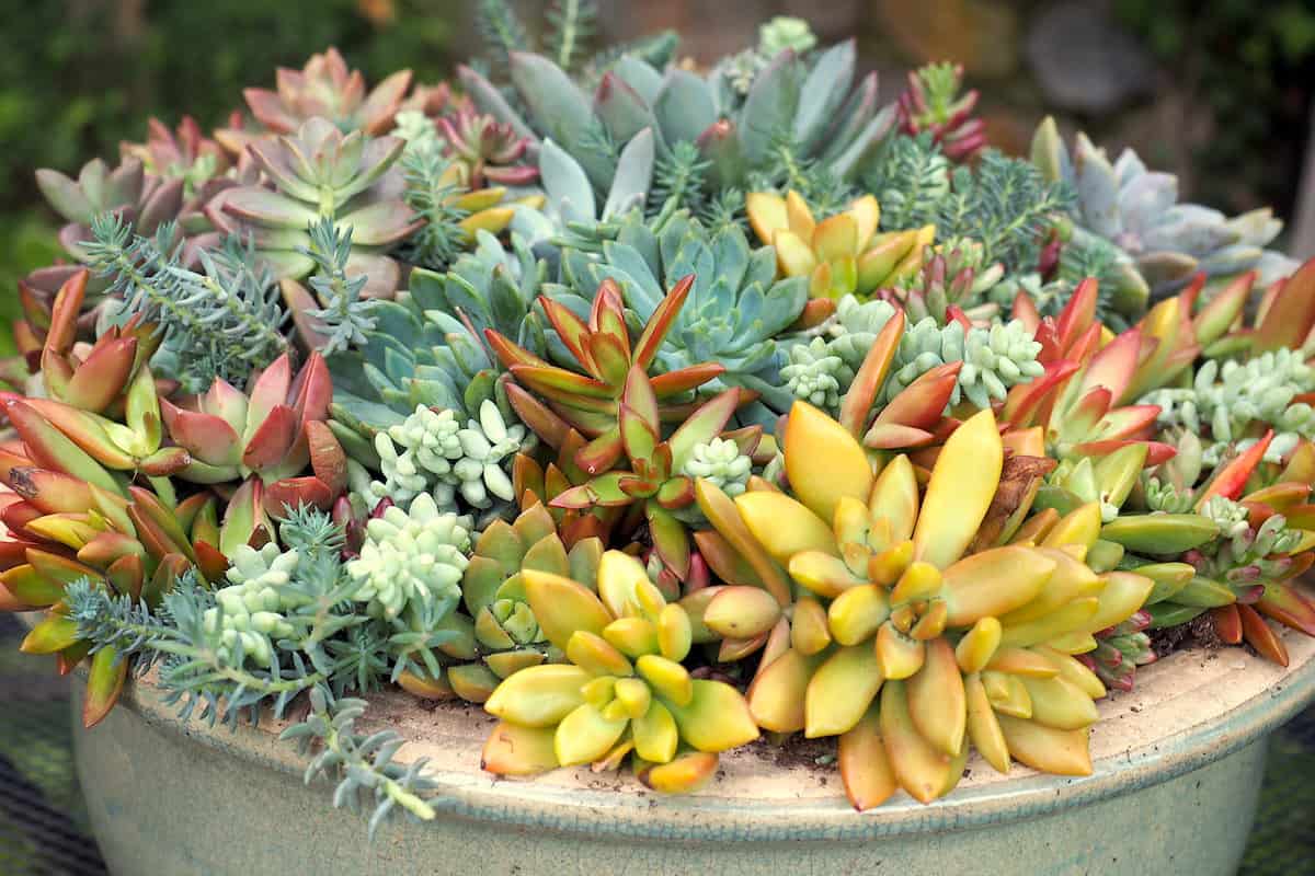 10 Astonishing Yellow Succulents Sublime Succulents
