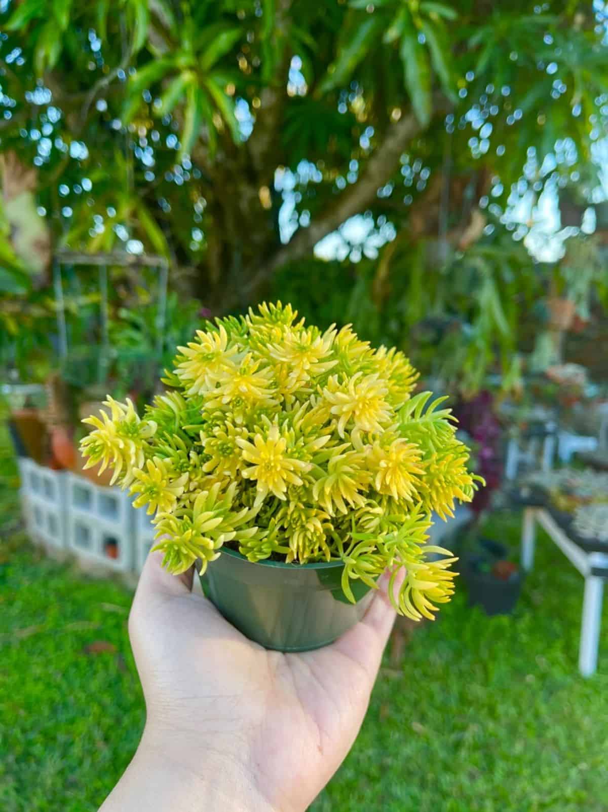 Angelina Stonecrop - Sedum Rupestre 