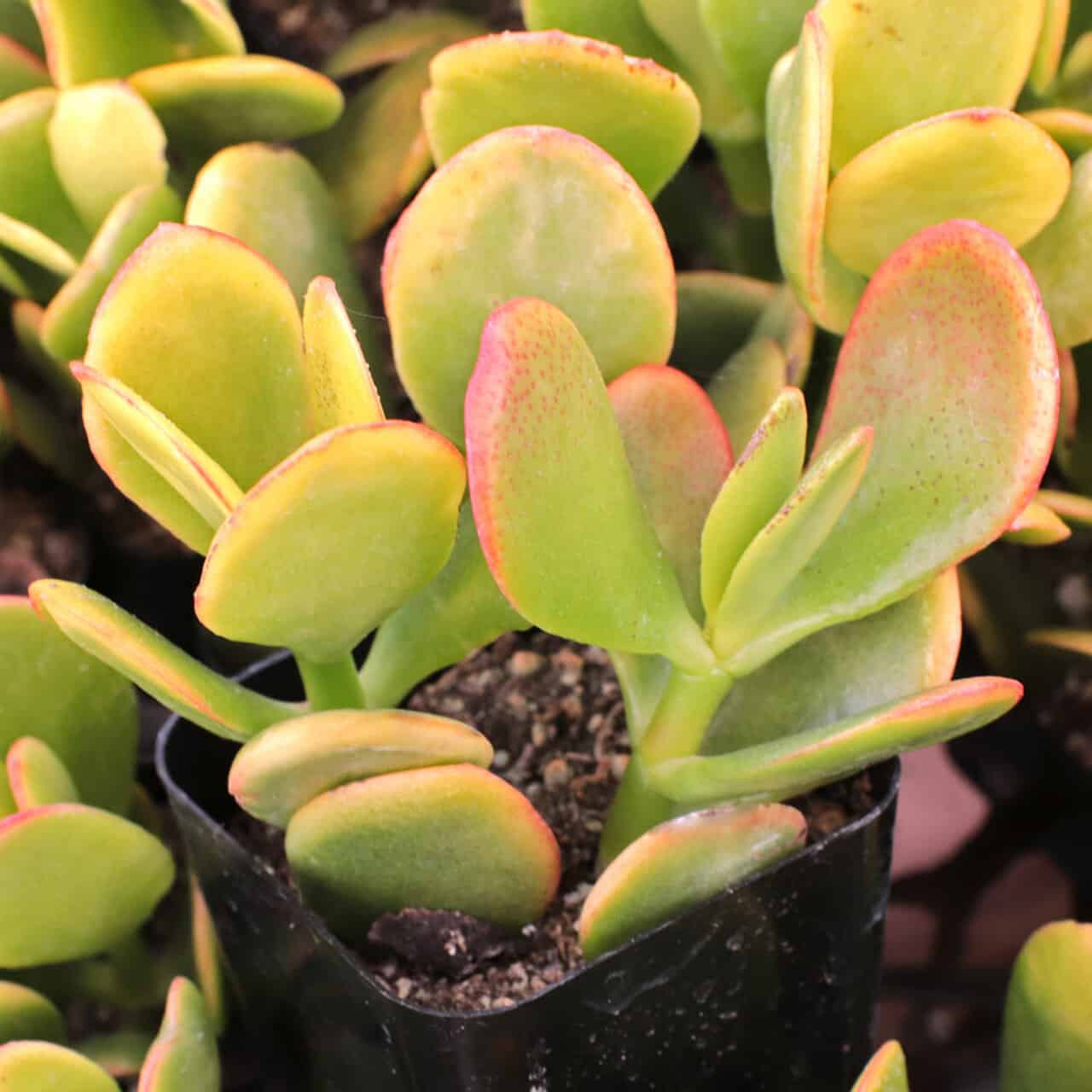 Where to buy Crassula Ovata