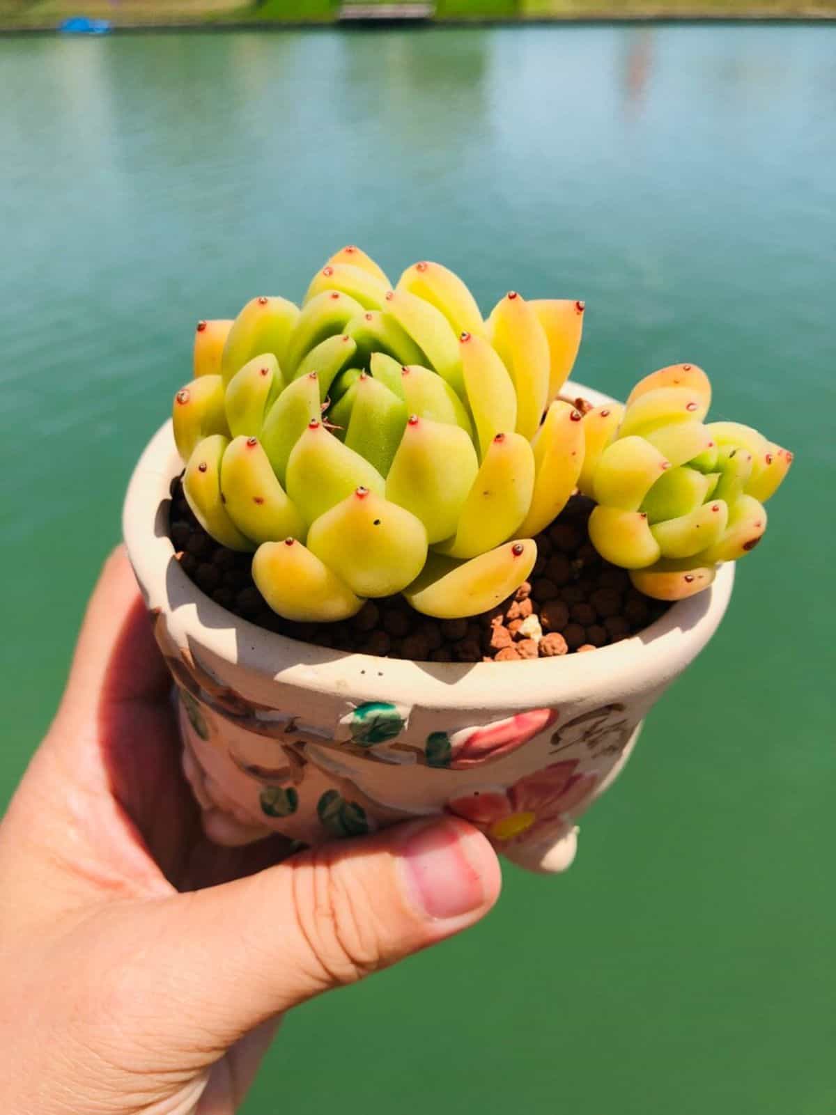 Crested Golden Maria - Echeveria agavoides 