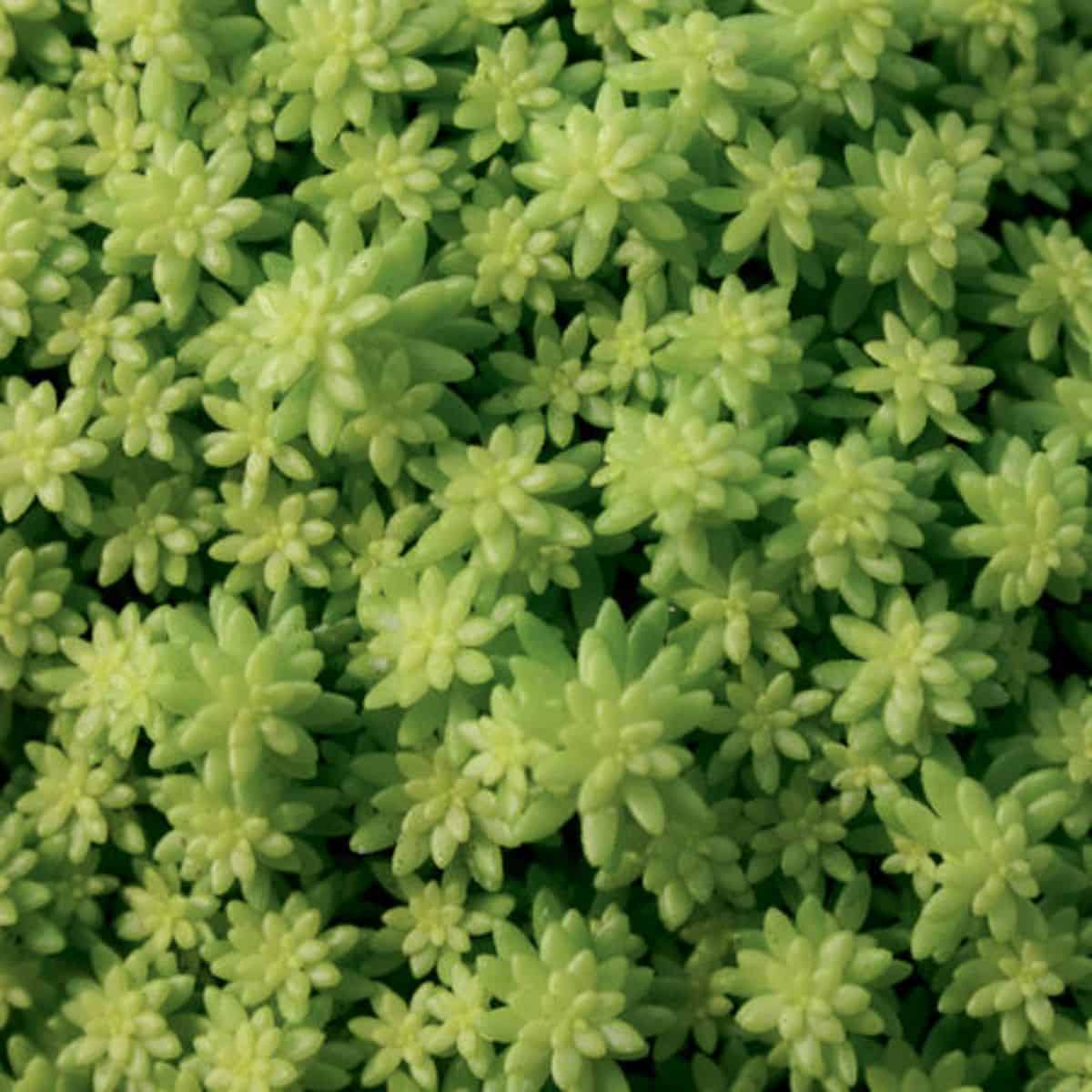 Fine Gold Leaf Stonecrop -  Sedum hybrid