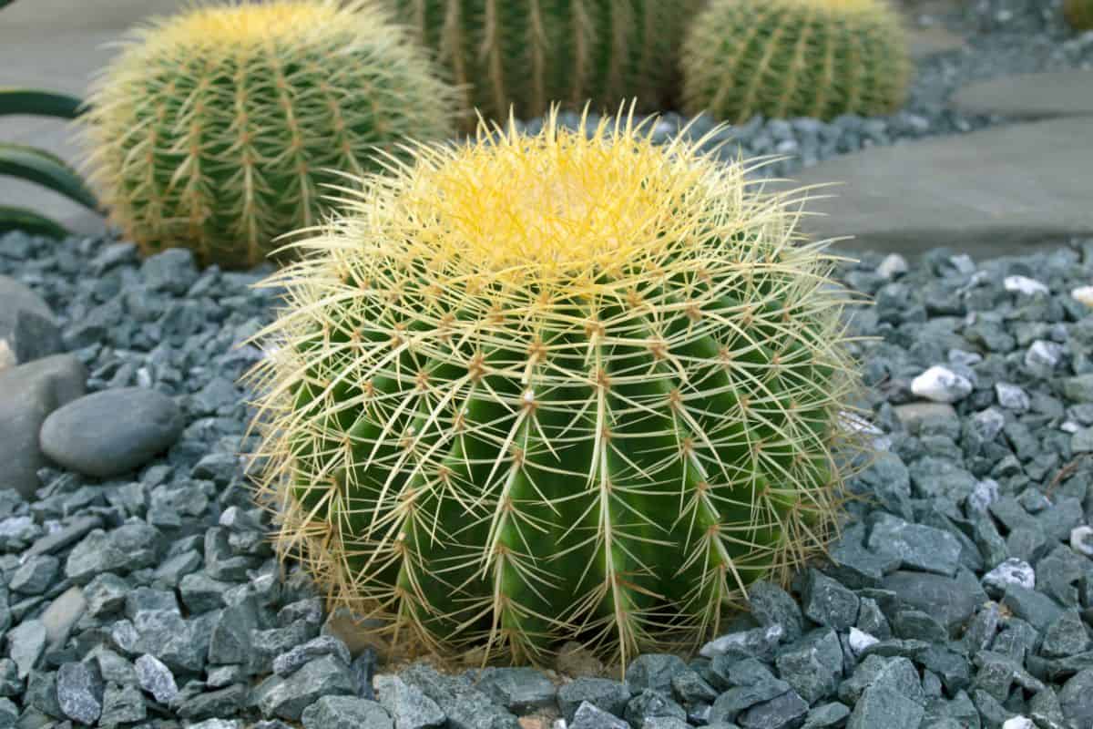 Golden Barrel Cactus - Echinocactus grusonii 