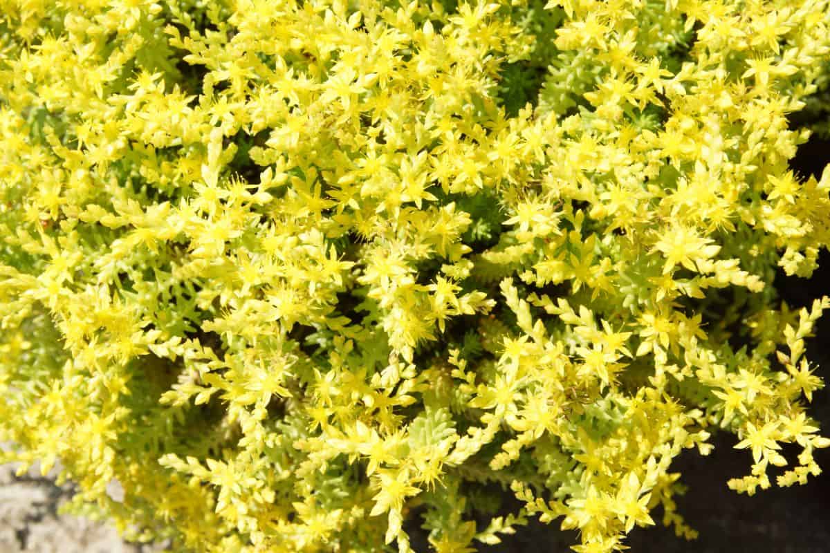 Golden creeping sedum - Sedum kamtschaticum