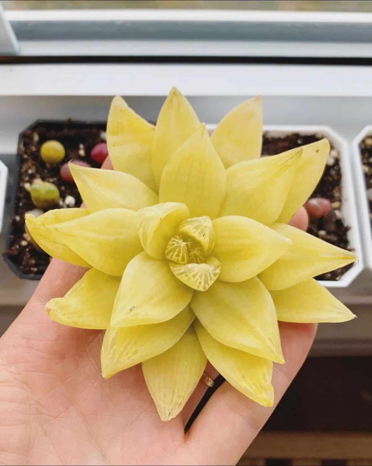 Golden Haworthia - Haworthia cymbiformis ssp. “gold”