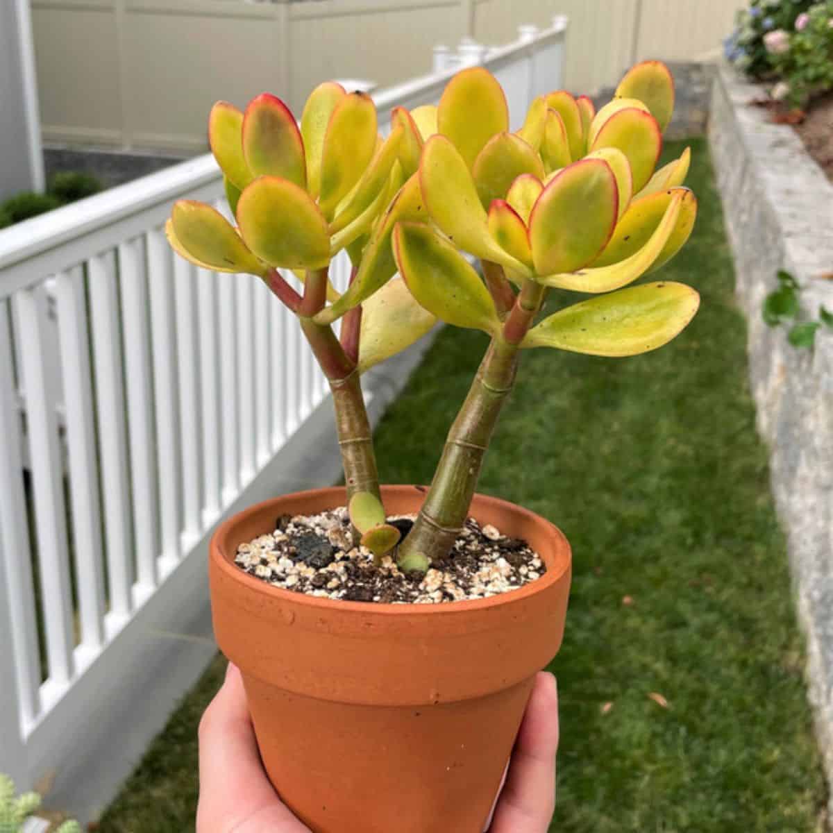 Hummel’s Sunset Golden Jade - Crassula Ovata sp.