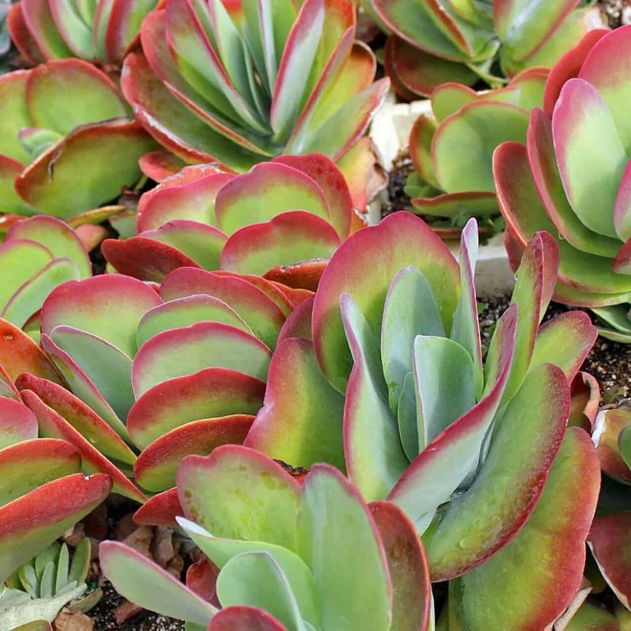 Where to buy Kalanchoe Luciae