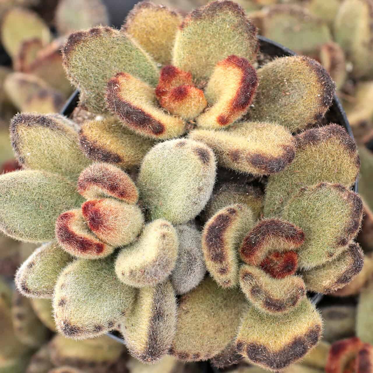 Where to buy Kalanchoe Tomentosa