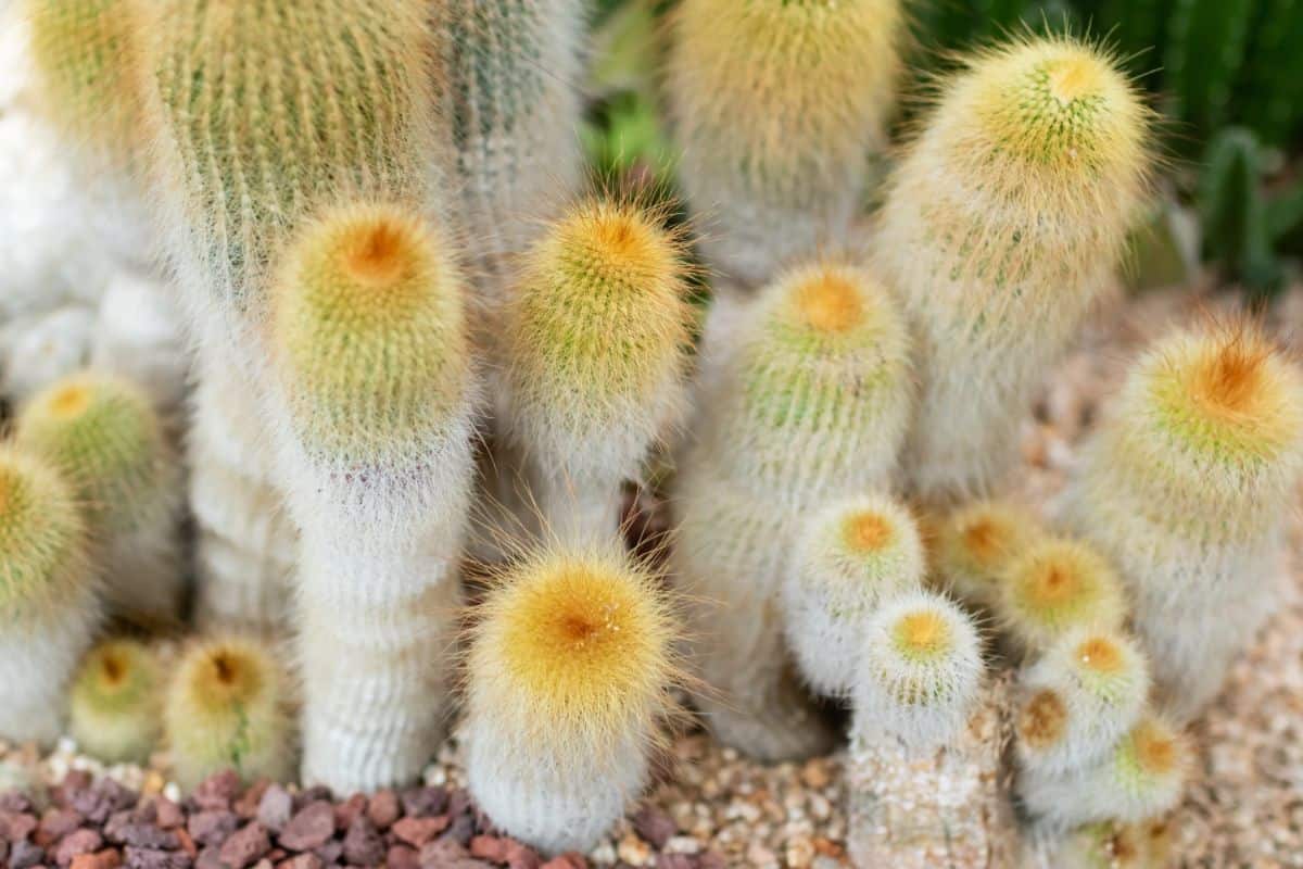 Golden Ball Cactus - Parodia leninghausii