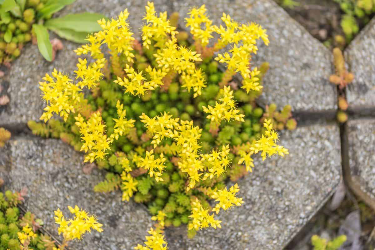 Sedum Acre ‘Gold Moss’