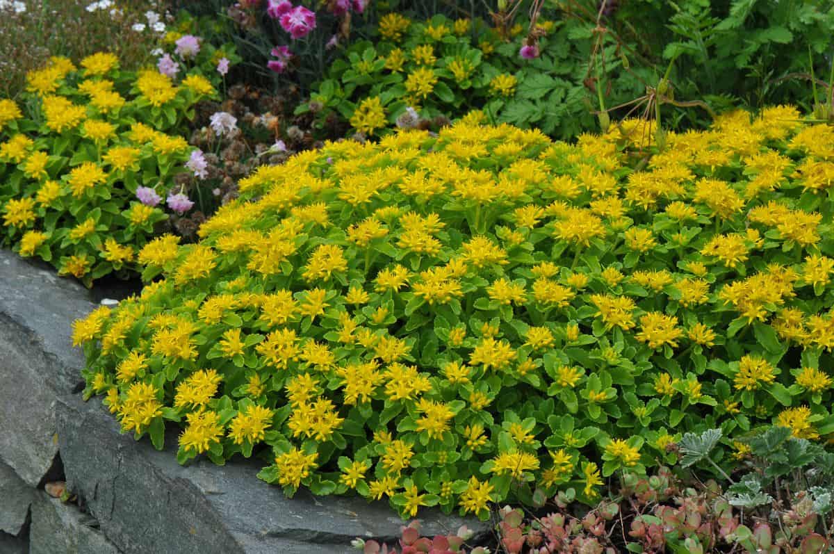 Weihenstephaner Gold sedum - Sedum kamtschaticum var. floriferum 